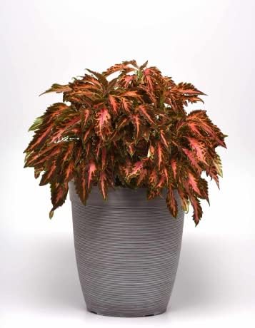 Park Seed Coral Candy Premium Sun Coleus Seeds, AAS Award-Winning Compact Variety with Multicolored Draping Foliage, Shade to Part Sun, Pack of 15 Pelleted Seeds - Image 3