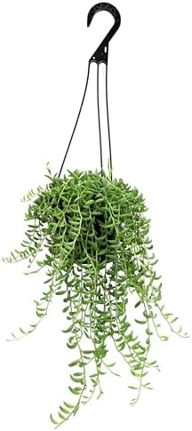 String of Bananas Plant Live Succulent, 6 in. Pot, Easy Trailing Succulents by PlantsforPets