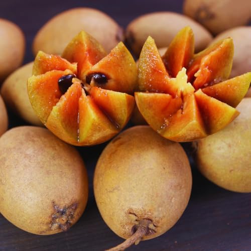 Sapodilla Tree Live Plant, 4-6 Inc, Sweet Fruit Plant Outdoor - Image 2
