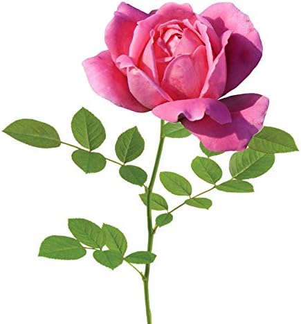 Perfect Plants Double Pink Knock Out Rose, 3 Gallon, Live Plant - Image 2