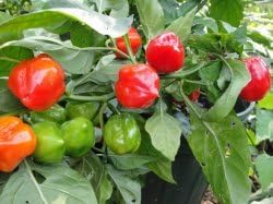 Clovers Garden Red Caribbean Habanero Pepper Plants- Two (2) Live Plants – Non-GMO - Not Seeds – Each 4"-8" Tall in 4 Inch Pots - 2X Hotter Than Ordinary Habaneros 300K SHU - Image 2