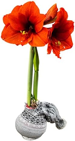 Waxed Amaryllis Bulb - Decorative Grey Sweater, Red Blooms - Easy Care - No Watering Needed! by TheThreeCompany
