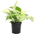 Marble Queen Pothos Plant in 4 Inch Planter Pot for Plants, Low Light Plants Live Houseplants, Pothos Live Plant Decor, Live Plants Indoor Plants Live Houseplants Live Indoor Plants by Plants for Pets by PlantsforPets