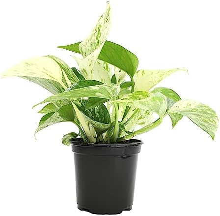 Marble Queen Pothos Plant in 4 Inch Planter Pot for Plants, Low Light Plants Live Houseplants, Pothos Live Plant Decor, Live Plants Indoor Plants Live Houseplants Live Indoor Plants by Plants for Pets by PlantsforPets