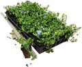 Myrtle Vinca/Periwinkle Hardy Groundcover 50 Plants 2" Pots by Unknown