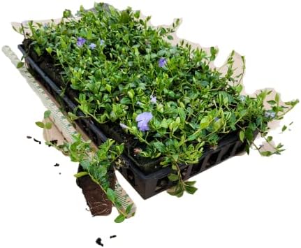 Myrtle Vinca/Periwinkle Hardy Groundcover 50 Plants 2" Pots by Unknown