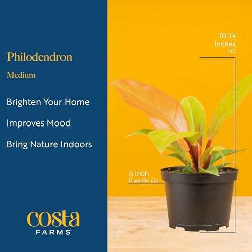 Costa Farms Philodendron, Live Indoor Plant, Tropical Houseplant - Image 4