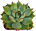 Fat Plants San Diego Live Echeveria Hybrid Succulent Plant (2 Inch, Colorata) by FatPlantsSanDiego