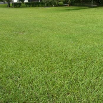 Outsidepride 5 Lb. Perennial Warm Season Raw Pensacola Bahia Grass Seed for Lawns & Pastures - Image 2