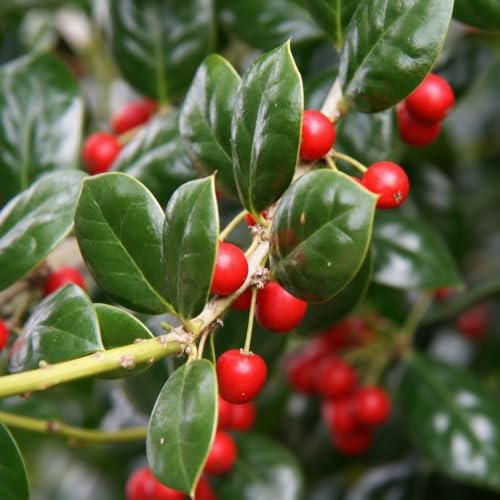 Nellie Holly | 30 Live Plants | Ilex Nellie R. Stevens | Screening Privacy Hedge, Evergreen Shrub, Fast Growing, Dense Foliage, Year-Round Interest, Low Maintenance, Ornamental Berries - Image 3