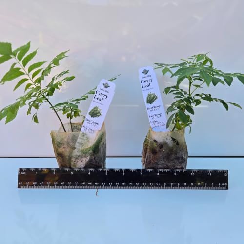 Daisy Ship Curry Leaf Plant Live Murraya Koenigii - 1 x 2-in Bag - Image 3