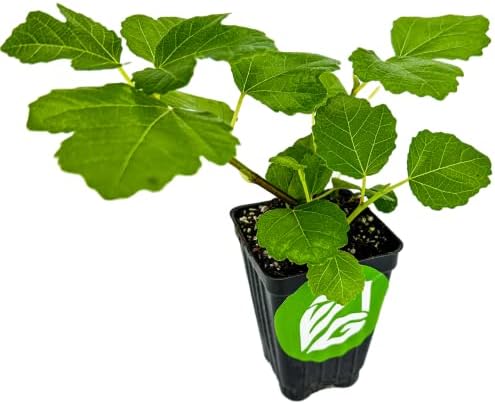 Kadota Fig Tree Live Plant - Ficus carica - Wellspring Gardens Starter Plant by WellspringGardens
