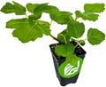 Kadota Fig Tree Live Plant - Ficus carica - Wellspring Gardens Starter Plant by WellspringGardens