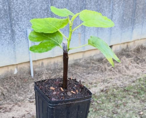 Little Miss Figgy Fig Tree Live Plant – Ficus carica ‘Little Miss Figgy’ – Dwarf Hardy Fig – Sweet Fruit – Compact Patio Fig – 2.5 Inch Pot - Image 2