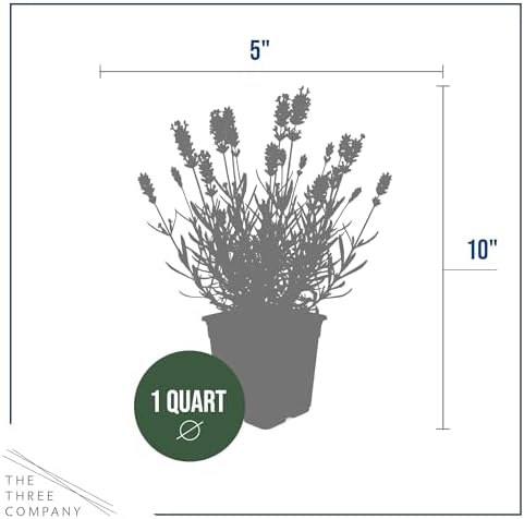 Lavender (2 Pack) - Purple Blooms, Live Fragrant & Aromatic Flowering Perennial, 10" Tall by 5" Wide in 1 Qt Pot - Image 4