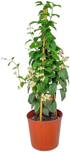 Tropical Plants of Florida Bleeding Heart Vine Live Plant Red and White Flowers - 3 Gallon 36 Inch Tall Tropical Flowering Vine Indoor Outdoor Ornamental Plant by TropicalPlantsofFlorida