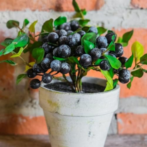 6 Huckleberry Bushes Live Plants, Sweet Edible Berry Bush, 1-3 Inch Tall - Image 2