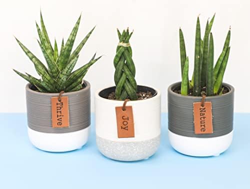 Snake Plant Live House Plants Indoors Live (3 Pack), Succulent Plants Live Houseplants, Gardening Gifts for Plant Lovers, Potting Soil Planters for Indoor Plants, Plant Lover Gifts by Plants for Pets - Image 4