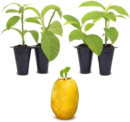 Passion Fruit Giant Granadilla (4 Pack) Live for Sale | Easy to Grow Plants | Edible Fruit Plant for Sustainable Living | Grow Your own Food on Your Edible Organic Garden| Live for Planting| by FamPlants