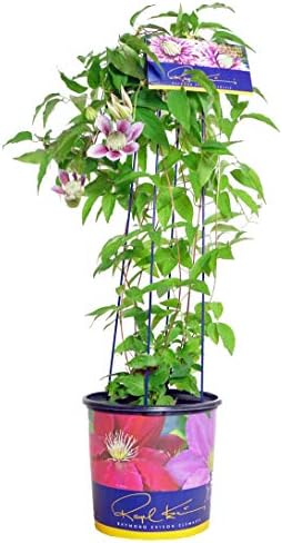 Raymond Evison Clematis - Clematis Josephine (Clematis) Perennial, double lilac pink flowers, 8`` - Size Container by GreenPromiseFarms