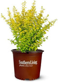 Perfect Plants Sunshine Ligustrum Shrub, 1 Gallon, Golden Evergreen by PerfectPlantsNursery