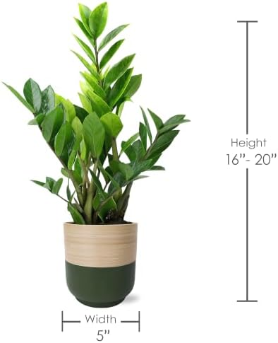 Live ZZ Plant in Spencer Bamboo Planter by Green Circle Growers – Low Light Indoor Houseplant for Home & Office Décor, 5-Inch Potted Plant - Image 4