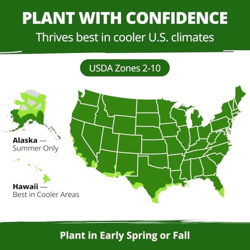 HOME GROWN Iceland Poppy Seeds, 7,000 Seeds, Papaver nudicaule - Image 5
