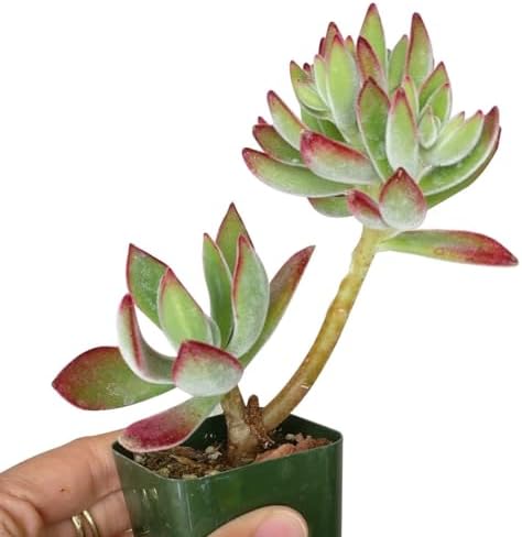 Echeveria Harmsii Ruby Slipper - Colorful 2 inch Succulents - Live Mini Succulent Plants Fully Rooted, Easy Care Indoor and Outdoor, Home and Garden Decor, Wedding Party Favor - Image 4
