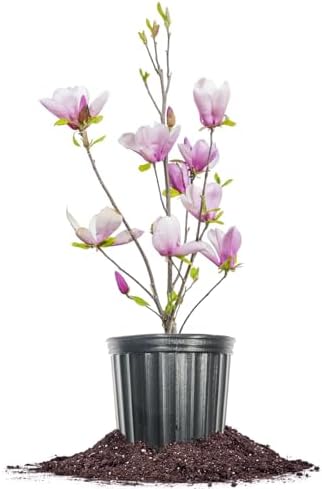 Perfect Plants Jane Magnolia Tree, 3 Gallon, Live Plant by PerfectPlantsNursery