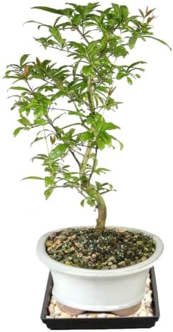 Brussel's Bonsai - Large Live Bonsai Tree, Potted Outdoor Plant - Image 2