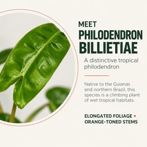Rare Philodendron Billietiae Live Plant - Fully Rooted Indoor Houseplant - Image 3