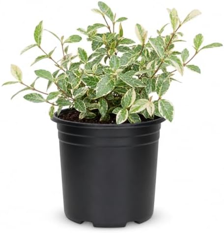 Variegated Asiatic Jasmine | 5 Large 4 Inch Pots | Trachelospermum Asiaticum | Fast Growing Ground Cover, Evergreen Foliage, Low Maintenance Vine, Landscaping Shrub, Drought Tolerant Plant by FloridaFoliage