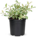 Variegated Asiatic Jasmine | 10 Large 4 Inch Pots | Trachelospermum Asiaticum | Fast Growing Ground Cover, Evergreen Foliage, Low Maintenance Vine, Landscaping Shrub, Drought Tolerant Plant by FloridaFoliage