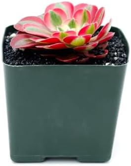 Aeonium Pink Witch Live Succulent (4" Plant Pot), Succulents Plants Live, Succulent Plants Fully Rooted, Rare House Plant for Home Office Decoration, DIY Projects, Party Favor Gift - Image 4