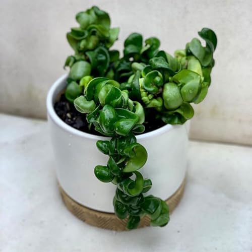 American Plant Exchange Hoya Compacta Hindu Rope, 6-Inch Pot, Live Flowering Wax Plant, Exotic Indoor Houseplant - Image 3