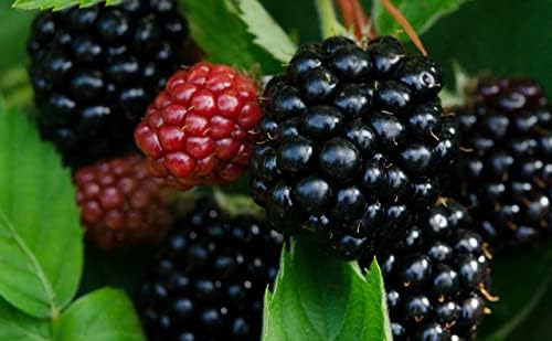 Greenwood Nursery: Live Berry Fruit Plants - Triple Crown BlackBerry from Tissue Culture - [Qty: 10x Quart Pot] - (Click for Other Available Plants/Quantities) - Image 2
