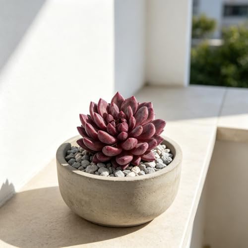 Echeveria 'Cherry' Live Succulent Plant 2-2.5", Bare Root Succulent, No Pot or Soil, Compact Rosette Indoor Plant for Decorative Planters, Home Decor & Succulent Collections - Image 7