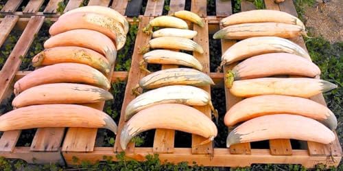 North Georgia Candy Roaster Seeds - 60+ Count - for 2026 Planting Georgia Pumpkin Pink Banana Winter Squash Plymouth Rock Garden Non-GMO Heirloom Vegetable Grow Your Own Home Farm - Image 6