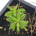 Succulent Taco Plant (Peperomia axillaris) in 2.5 inch Pot by SmokeCampCrafts