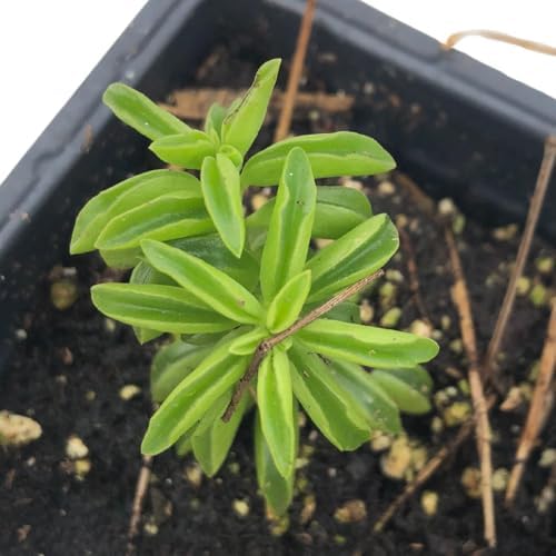 Succulent Taco Plant (Peperomia axillaris) in 2.5 inch Pot by SmokeCampCrafts