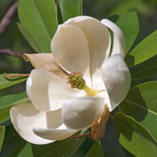 Sweetbay Magnolia Tree, 6-12 Inch Magnolia Trees Live Plants - Image 5