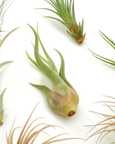 Shop Succulents | Assorted Collection of Live Air Plants, Hand Selected Variety Pack of Air Succulents | Collection of 8 - Image 2