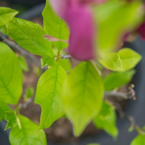 Perfect Plants Jane Magnolia Tree, 1 Gallon, Live Plant - Image 4