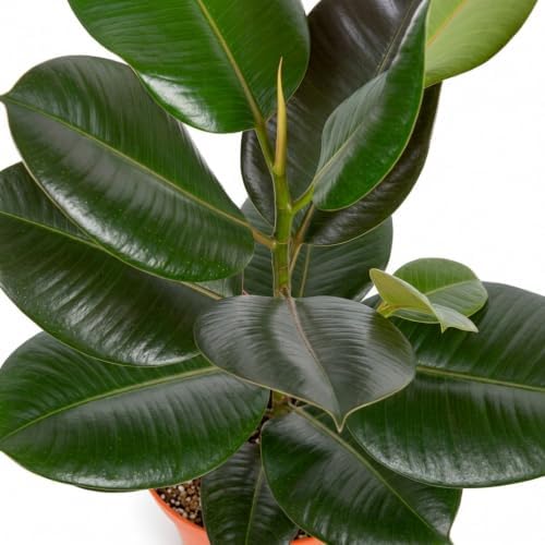 Shop Succulents - Live Indoor Ficus Burgundy Rubber Tree, 6" Nursery Pot - Image 4