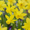 Garden State Bulb Narcissus Jonquil Yellow Sailboat Daffodil Flower Bulbs, 14/16cm (25) by GardenStateBulbCo