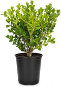Japanese Boxwood | 1 Large 4 Inch Pot | Buxus Microphylla | Formal Evergreen Low Maintenance Hedge Plants by FloridaFoliage