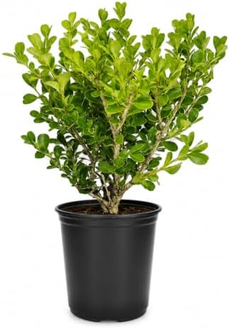 Japanese Boxwood | 3 Large 4 Inch Pots | Buxus Microphylla | Formal Evergreen Low Maintenance Hedge Plants by FloridaFoliage