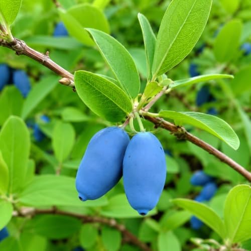 Boreal Beauty Honeyberry (Haskap) Shrub - 6-12" Tall Live Plant - Image 4