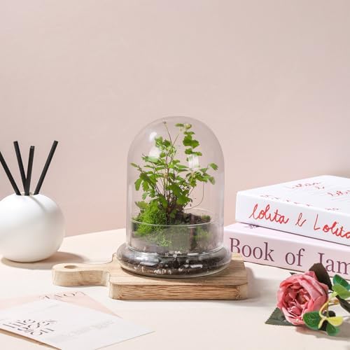 WHJY 6 inches Glass Cloche for Indoor Plants Small Terrarium Glass Cloche with Base Mini Cloche Dome with Base for Display Home Decor - Image 3