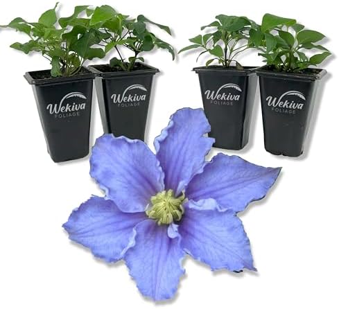 Clematis Will Goodwin - 4 Live Starter Plants in 2 Inch Growers Pots - Starter Plants Ready for The Garden - Rare Clematis for Collectors by WekivaFoliage